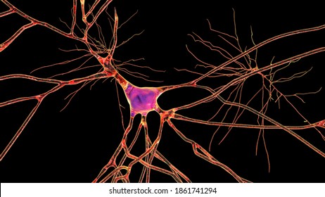 Neurons isolated on black background, 3D illustration showing brain cells located in the temporal cortex of the human brain in Brodmann area 20. They are involved in high-level visual processing