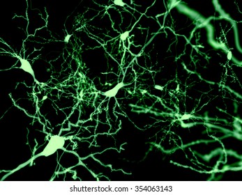 Neurons Marked By Fluorescence