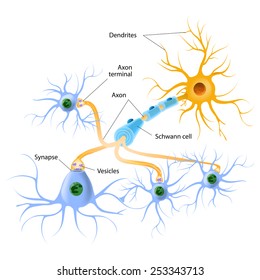 Neurotransmitter Release Mechanisms. Neurotransmitters Are Packaged Into Synaptic Vesicles Transmit Signals From A Neuron To A Target Cell Across A Synapse.