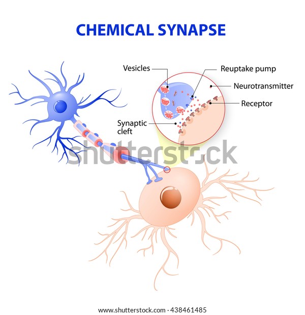 神経伝達物質の放出メカニズム 神経伝達物質は シナプス小胞にパッケージ化され シナプスを介してニューロンから標的細胞に信号を伝達する のイラスト素材