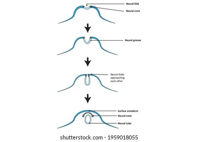 Neurulation, Development Of The Structures Derived From The Ectoderm.