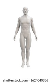 Neutral Male Full Body Anatomy Isolated Over A Light Background. 3D Render.