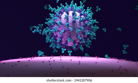 Antibodies work To Neutralize SARS-CoV-2 By Binding To The S Protein And Blocking Entry (ACE2)  into A Host Cells. 3d Illustration