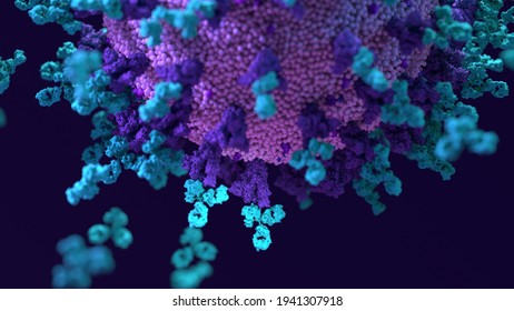 Antibodies work To Neutralize SARS-CoV-2 By Binding To The S Protein And Blocking Entry (ACE2)  into A Host Cells. 3d Illustration