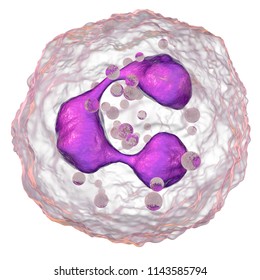 Neutrophil, A White Blood Cell, 3D Illustration. The Most Abundant Type Of Granulocytes, Has Phagocyting Activity, Takes Part In Inflammation