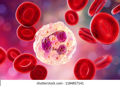 Neutrophil, a white blood cell, 3D illustration. The most abundant type of granulocytes, has phagocyting activity, takes part in inflammation