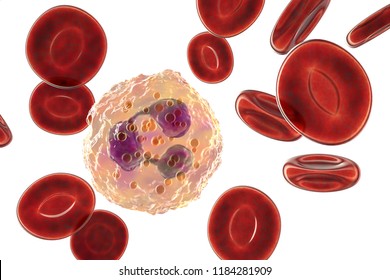 Neutrophil, A White Blood Cell. Isolated On White Background With Clipping Path, 3D Illustration. The Most Abundant Type Of Granulocytes, Has Phagocyting Activity, Takes Part In Inflammation