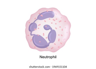 5,833 Neutrophil Images, Stock Photos & Vectors | Shutterstock