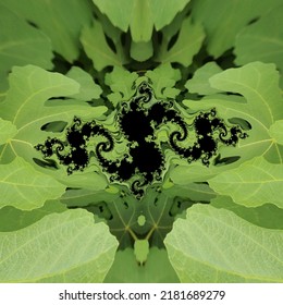 New Growth Of Fig Tree In Bright Green Curled Pattern And Fractal Design