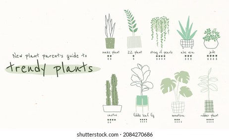 New Plant Parent Guide To Trendy Plants