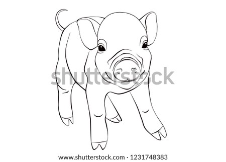 nice small piglet