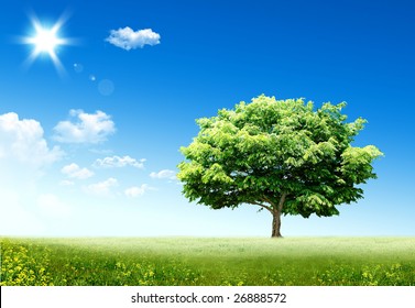 Nice Spring Sight With A Green Tree And A Sun