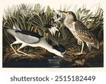 Night Heron, or Qua bird from Birds of America (1827) by John James Audubon, etched by William Home Lizars. 