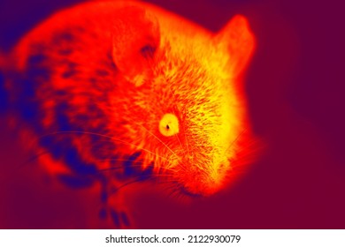 Night Thief. A Gray Mouse, Voles With Big Eyes Close-up. A Wild Gnawing Beast Has Entered The House. Illustration Of Scientific Thermal Image, Night Vision Device