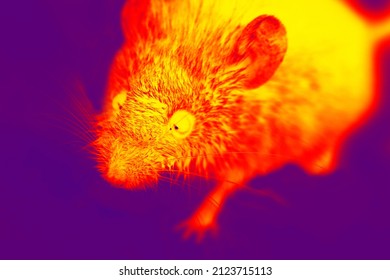 Night Thief. A Gray Mouse, Voles With Big Eyes Close-up. A Wild Gnawing Beast Has Entered The House. Illustration Of Scientific Thermal Image, Night Vision Device