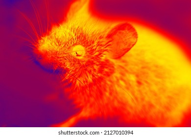 996 Infrared Thermo Vision Image Images, Stock Photos & Vectors ...