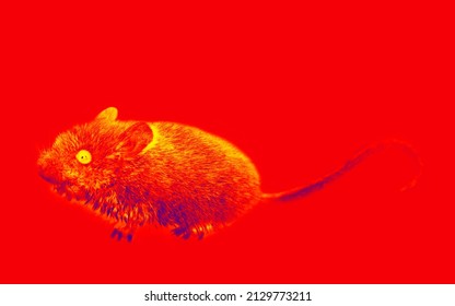 Night Thief. A Gray Mouse, Voles With Big Eyes Close-up. A Wild Gnawing Beast Has Entered The House. Illustration Of Scientific Thermal Image, Night Vision Device