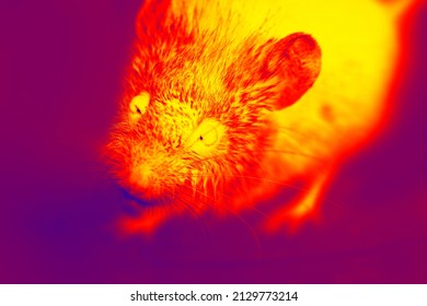 Night Thief. A Gray Mouse, Voles With Big Eyes Close-up. A Wild Gnawing Beast Has Entered The House. Illustration Of Scientific Thermal Image, Night Vision Device