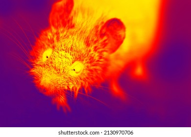 Night Thief. A Gray Mouse, Voles With Big Eyes Close-up. A Wild Gnawing Beast Has Entered The House. Illustration Of Scientific Thermal Image, Night Vision Device