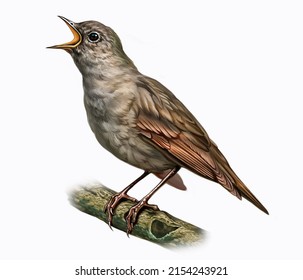 Nightingale (Luscinia Luscinia) On A Branch, Small Songbird, Realistic Drawing, Illustration For Animal Encyclopedia, Isolated Image On White Background