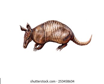 The Nine-banded Armadillo (Dasypus Novemcinctus)