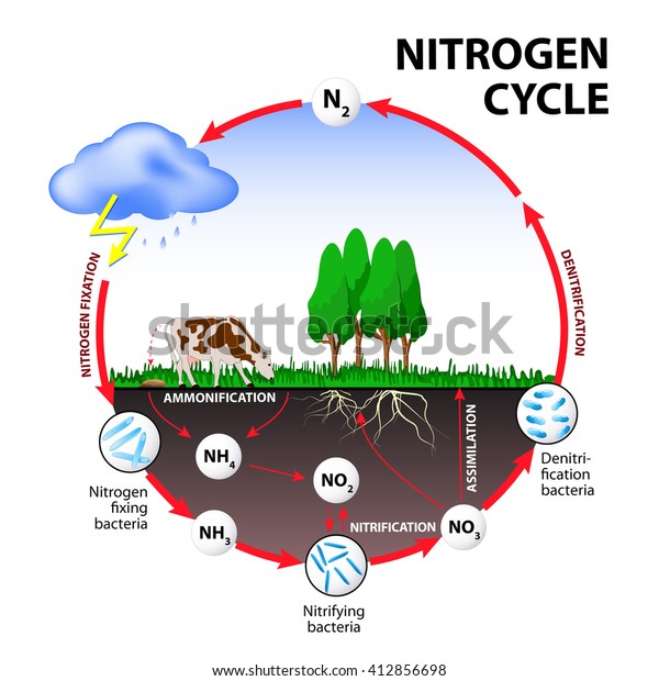 窒素サイクル 環境中の窒素の流れの図 のイラスト素材
