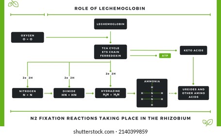 Nitrogen Fixation - N2 Fixation In Rhizobium (Role Of Leghemoglobin)