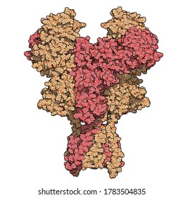NMDA receptor (ionotropic glutamate receptor). Structure of the human NMDAR, determined by cryo-EM. 3D rendering. Tetrameric complex composed of 2 NMDA 2A and 2 NMDA 1 subunits. 