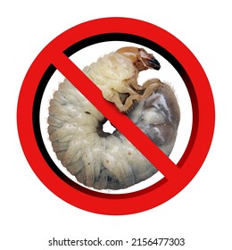 No Lawn Grub Damage As Chinch Larva In A Banned Or Ban Symbol Representing Grass Health And Prevention Of Lawn Disease Isolated On A White Background With 3D Illustration Elements.