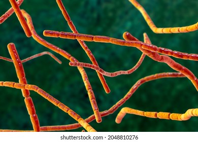 Nocardia bacteria, 3D illustration. Nocardia are rod-shaped Gram-positive bacteria that cause pulmonary infection nocardiosis, tropical infection of skin and bones mycetoma, nocardiosis in animals - Shutterstock ID 2048810276