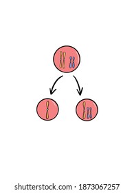 Nondisjunction Is The Failure Of Homologous Chromosomes Or Sister Chromatids To Separate Properly During Cell Division.