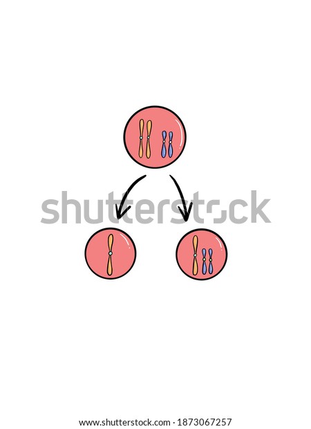 Nondisjunction Failure Homologous Chromosomes Sister Chromatids Stock ...