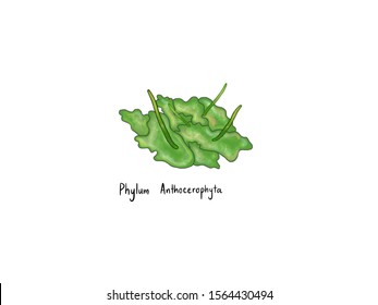 Non-vascular Plant, Phylum Anthocerophyta, Hornwort, Plant Taxonomy, Kingdom Plate