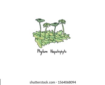 Non-vascular Plant, Plant Taxonomy, Phylum Hepatophyta, Liverwort