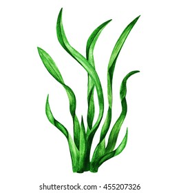 Nori. Watercolor seaweed. Plant. Green grass closeup isolated on white background. Hand painting on paper