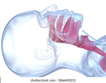 Normal anatomy of accessible airways. Medically accurate dental 3D illustration