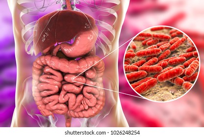 Normal Flora Of Small Intestine, Bacteria Lactobacillus, 3D Illustration. Lactic Acid Bacteria. Probiotic Bacterium