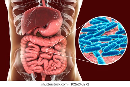 Normal Flora Of Small Intestine, Bacteria Lactobacillus, 3D Illustration. Lactic Acid Bacteria. Probiotic Bacterium