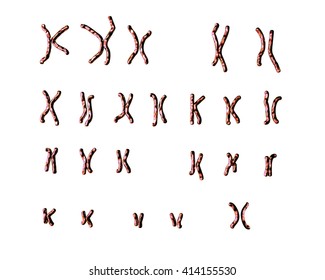 Normal Human Female Karyotype. 3D Illustration