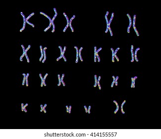 Normal human female karyotype. 3D illustration