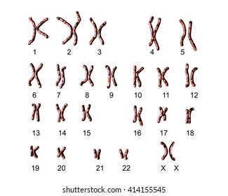 Normal human female karyotype, labeled. 3D illustration