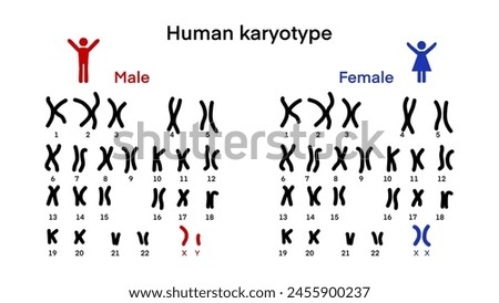 Normal human karyotype chromosome, Human karyotype and chromosome structure, Sex chromosome structure, Male and Female, Biological study, Autosome and sex chromosome, Men and Women