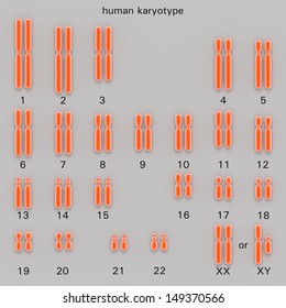 Normal human karyotype which is the diploid pairing of the chromosomes dependant upon their number, size, and coding and controls inherited characteristics in genetics