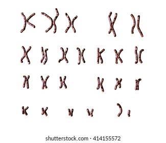 Normal Human Male Karyotype. 3D Illustration