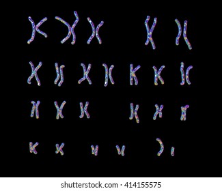 Normal Human Male Karyotype. 3D Illustration