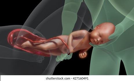 Normal labor and vaginal birth 3d illustration