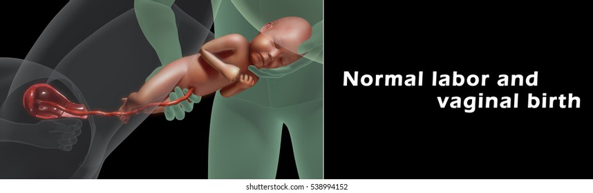 Normal Labour And Vaginal Birth 3d Illustration