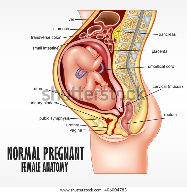 正常な妊婦の女性解剖学 のイラスト素材