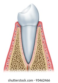 periodontal membrane