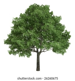 North American Oak Tree Isolated On White Background